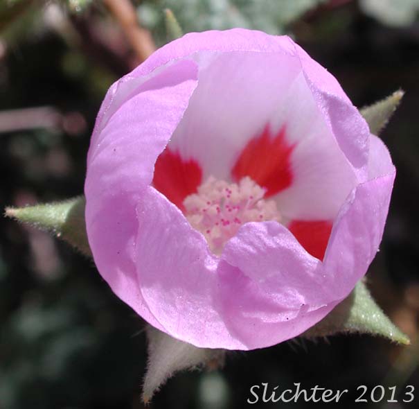Flower of Desert Fivespot, Desert Five Spot: Eremalche rotundifolia (Synonym: Malvastrum rotundifolium)