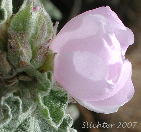 Enigmatic Bushmallow, Enigmatic Mallow: Malacothamnus enigmaticus