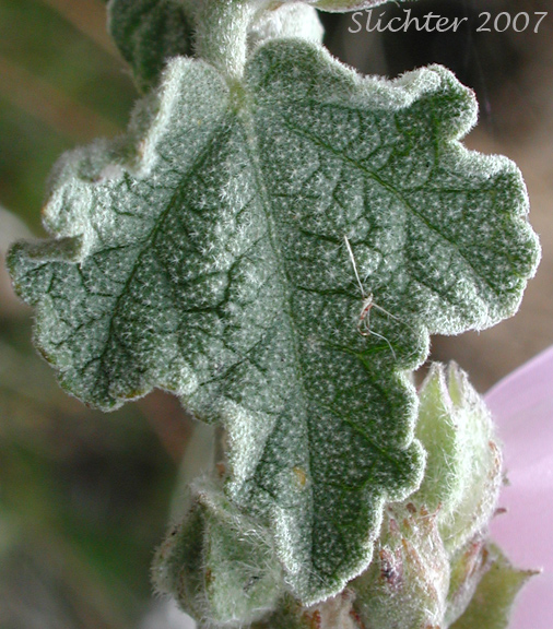 Enigmatic Bushmallow, Enigmatic Mallow: Malacothamnus enigmaticus
