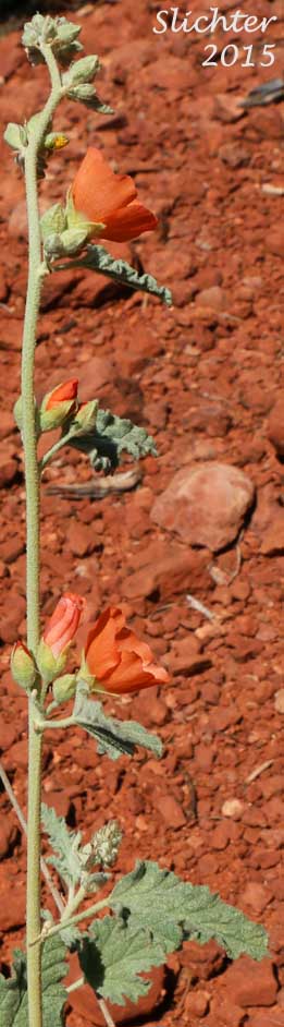 Apricot Mallow, Desert Globemallow, Grenadine Desert Mallow: Sphaeralcea ambigua var. ambigua (Synonyms: Sphaeralcea ambigua var. aculeata, Sphaeralcea ambigua ssp. ambigua, Sphaeralcea ambigua subsp. monticola, Sphaeralcea ambigua var. monticola)