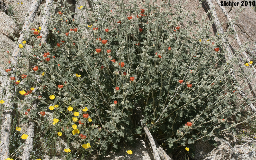 Apricot Mallow, Desert Globemallow, Grenadine Desert Mallow: Sphaeralcea ambigua var. ambigua (Synonyms: Sphaeralcea ambigua var. aculeata, Sphaeralcea ambigua ssp. ambigua, Sphaeralcea ambigua subsp. monticola, Sphaeralcea ambigua var. monticola)