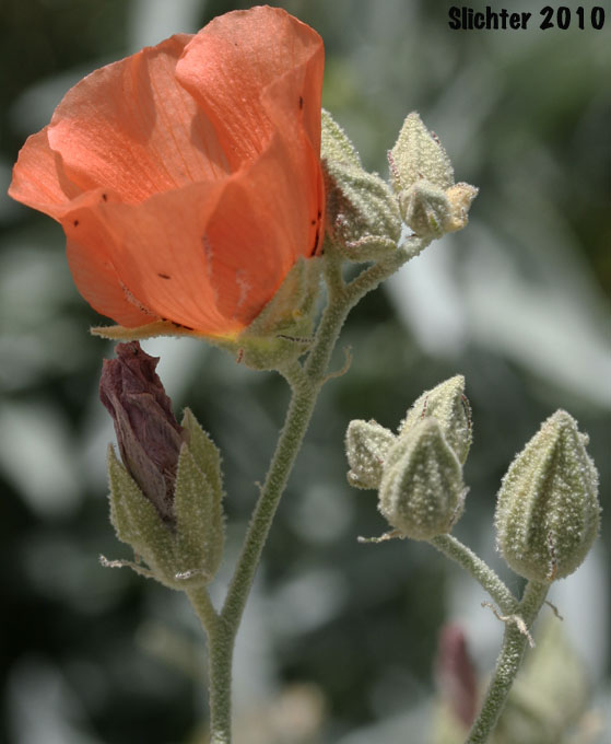 Apricot Mallow, Desert Globemallow, Grenadine Desert Mallow: Sphaeralcea ambigua var. ambigua (Synonyms: Sphaeralcea ambigua var. aculeata, Sphaeralcea ambigua ssp. ambigua, Sphaeralcea ambigua subsp. monticola, Sphaeralcea ambigua var. monticola)