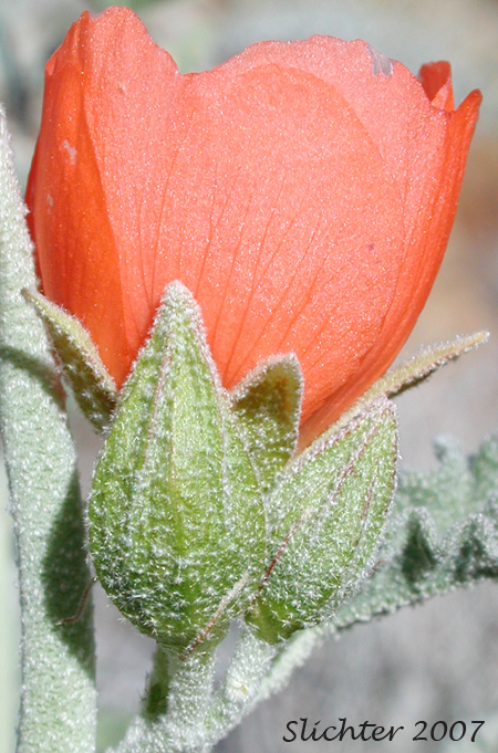 Apricot Mallow, Desert Globemallow, Grenadine Desert Mallow: Sphaeralcea ambigua var. ambigua (Synonyms: Sphaeralcea ambigua var. aculeata, Sphaeralcea ambigua ssp. ambigua, Sphaeralcea ambigua subsp. monticola, Sphaeralcea ambigua var. monticola)