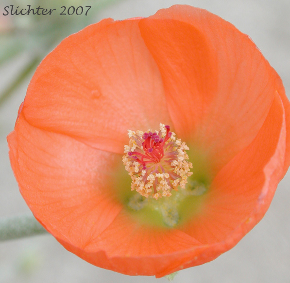 Apricot Mallow, Desert Globemallow, Grenadine Desert Mallow: Sphaeralcea ambigua var. ambigua (Synonyms: Sphaeralcea ambigua var. aculeata, Sphaeralcea ambigua ssp. ambigua, Sphaeralcea ambigua subsp. monticola, Sphaeralcea ambigua var. monticola)