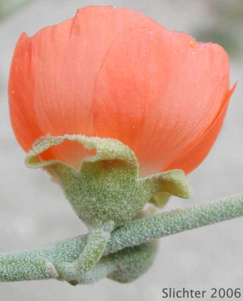 Apricot Mallow, Desert Globemallow, Grenadine Desert Mallow: Sphaeralcea ambigua var. ambigua (Synonyms: Sphaeralcea ambigua var. aculeata, Sphaeralcea ambigua ssp. ambigua, Sphaeralcea ambigua subsp. monticola, Sphaeralcea ambigua var. monticola)