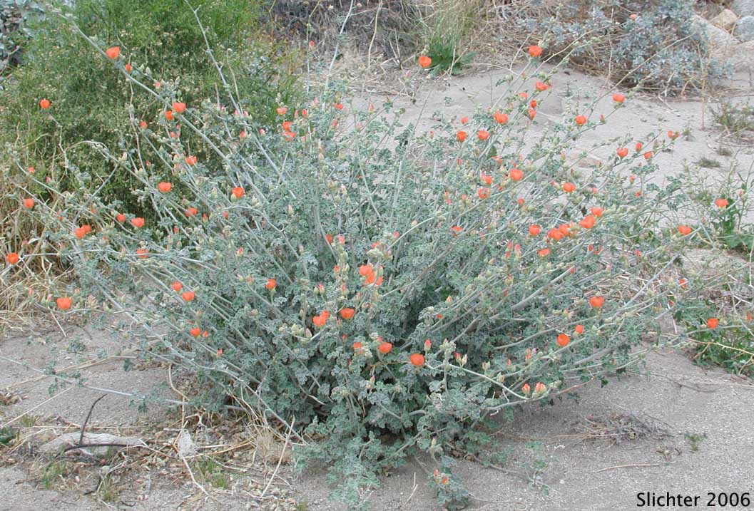 Apricot Mallow, Desert Globemallow, Grenadine Desert Mallow: Sphaeralcea ambigua var. ambigua (Synonyms: Sphaeralcea ambigua var. aculeata, Sphaeralcea ambigua ssp. ambigua, Sphaeralcea ambigua subsp. monticola, Sphaeralcea ambigua var. monticola)