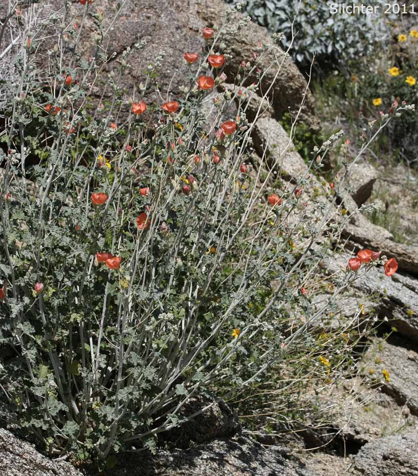 Apricot Mallow, Desert Globemallow, Roughleaf Apricot Mallow, Thick-leaf Desert Mallow: Sphaeralcea ambigua var. rugosa (Synonym: Sphaeralcea ambigua ssp. rugosa)