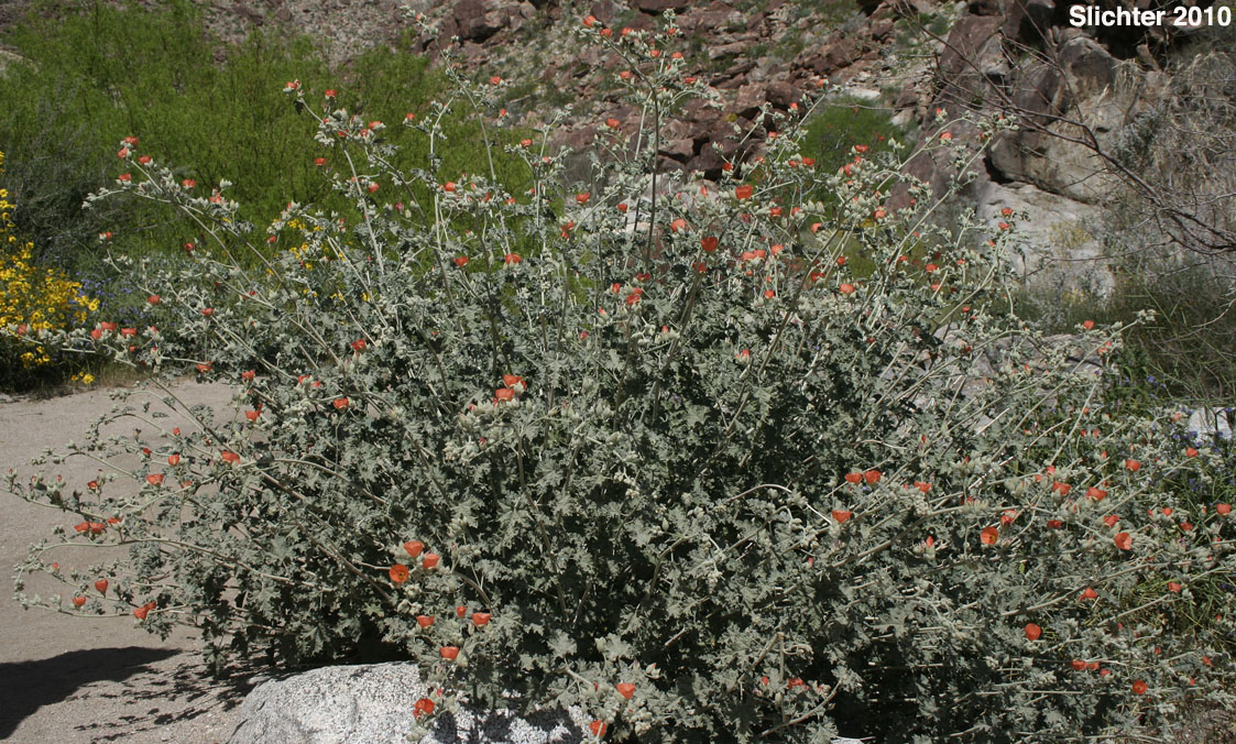 Apricot Mallow, Desert Globemallow, Roughleaf Apricot Mallow, Thick-leaf Desert Mallow: Sphaeralcea ambigua var. rugosa (Synonym: Sphaeralcea ambigua ssp. rugosa)