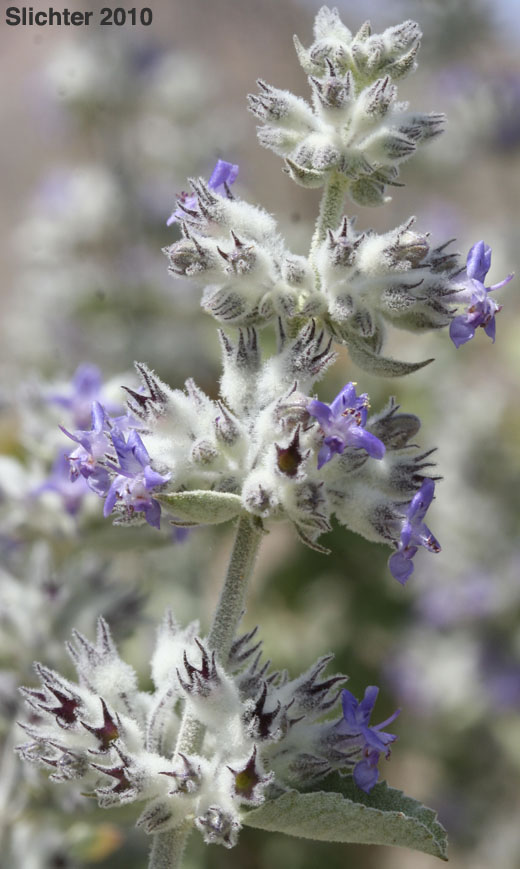 Desert Lavender: Condea emoryi (Synonym: Hyptis emoryi)