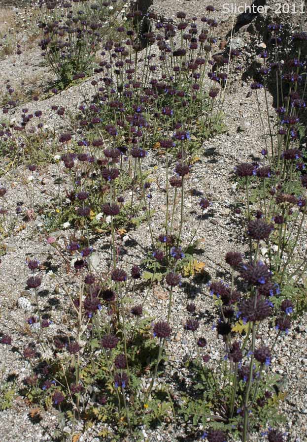 Chia: Salvia columbariae var. columbariae