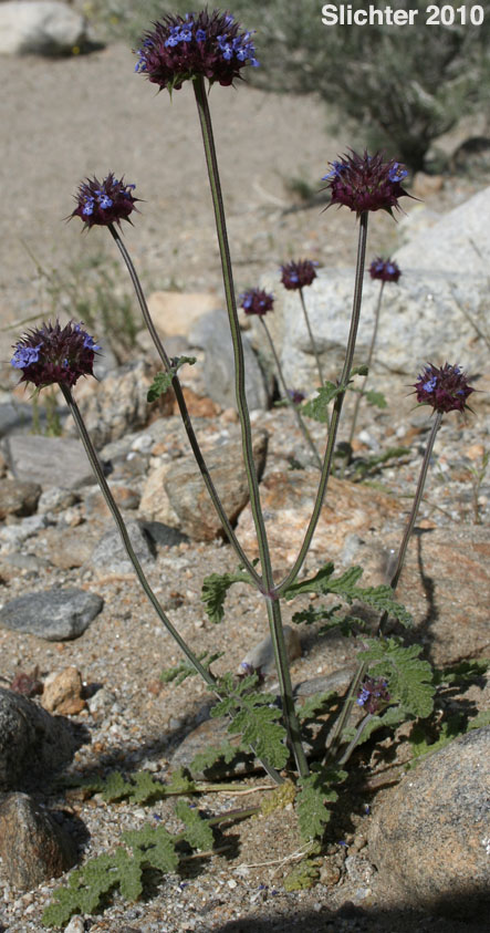 Chia: Salvia columbariae var. columbariae