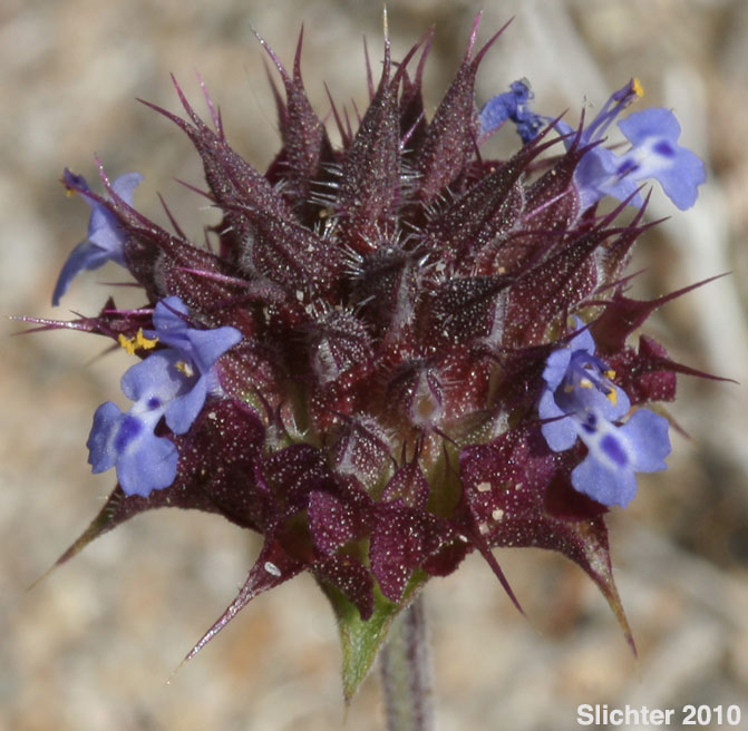 Chia: Salvia columbariae var. columbariae