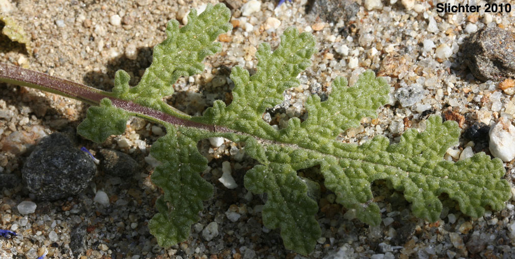 Leaf of Chia: Salvia columbariae var. columbariae