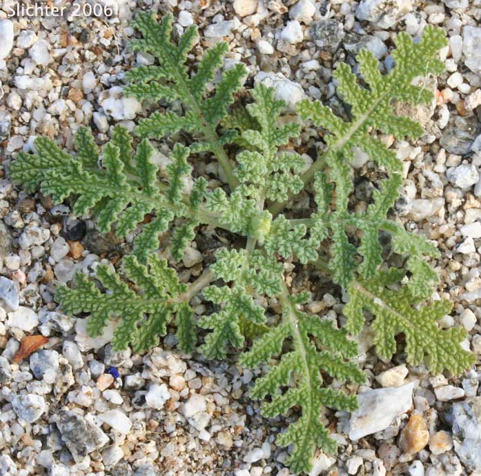 Basal leaf rosette of Chia: Salvia columbariae var. columbariae