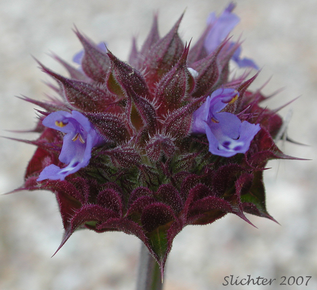 Chia: Salvia columbariae var. columbariae