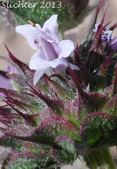 Chia: Salvia columbariae var. columbariae
