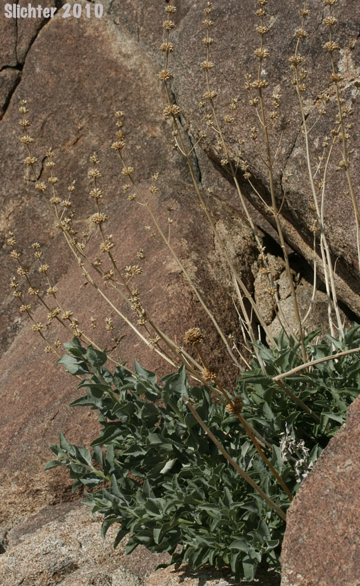 Scallopleaf Sage, Vasey Sage, Wand Sage: Salvia vaseyi