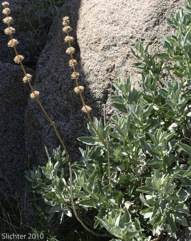 Scallopleaf Sage, Vasey Sage, Wand Sage: Salvia vaseyi