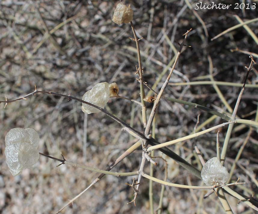 Mexican Bladder Sage: Scutellaria mexicana (Synonym: Salazaria mexicana)
