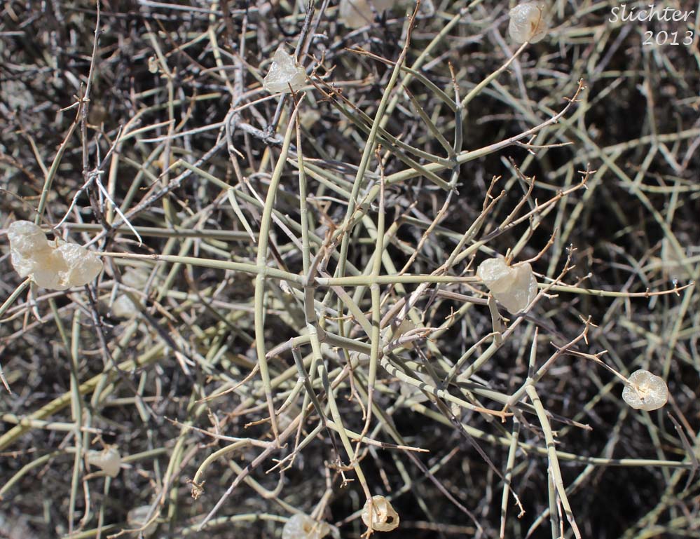 Mexican Bladder Sage: Scutellaria mexicana (Synonym: Salazaria mexicana)