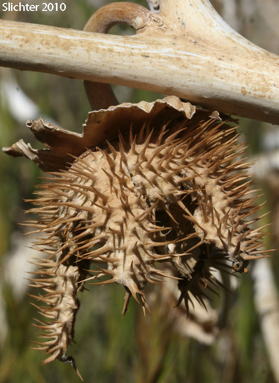 Fruit of Jimsonweed, Sacred Thorn Apple, Toluaca: Datura wrightii (Synonym: Datura meteloides)