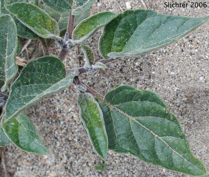 Jimsonweed, Sacred Thorn Apple, Toluaca: Datura wrightii (Synonym: Datura meteloides)