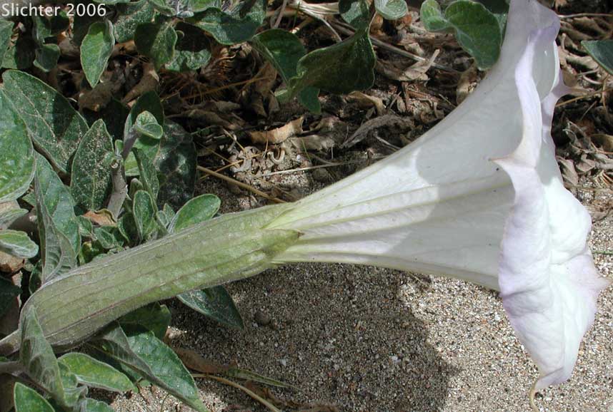 Jimsonweed, Sacred Thorn Apple, Toluaca: Datura wrightii (Synonym: Datura meteloides)