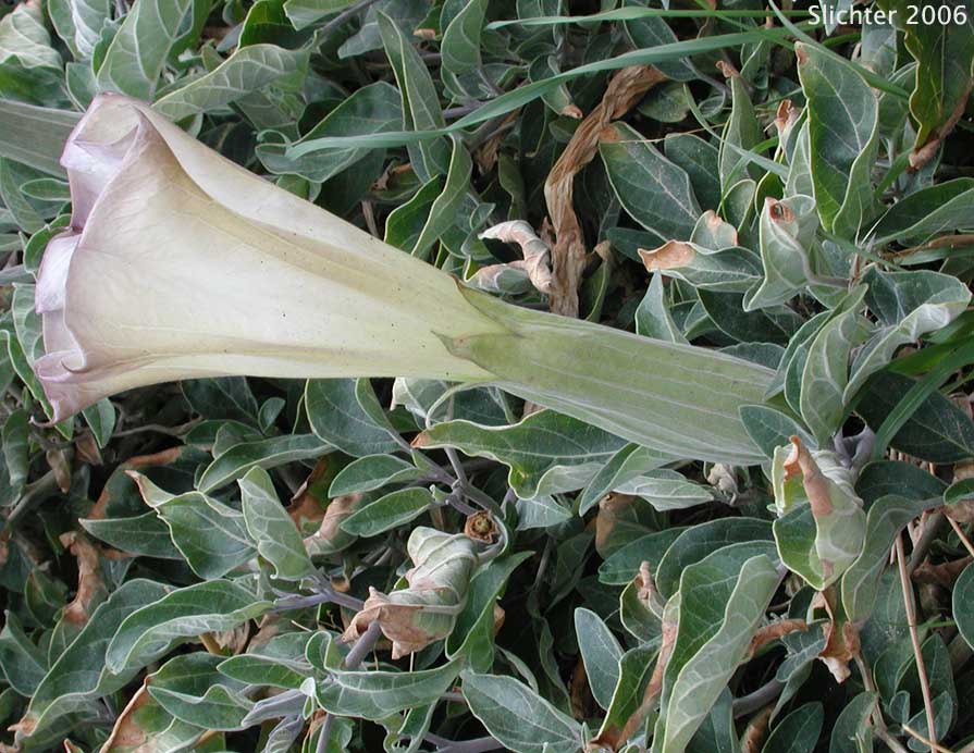 Jimsonweed, Sacred Thorn Apple, Toluaca: Datura wrightii (Synonym: Datura meteloides)