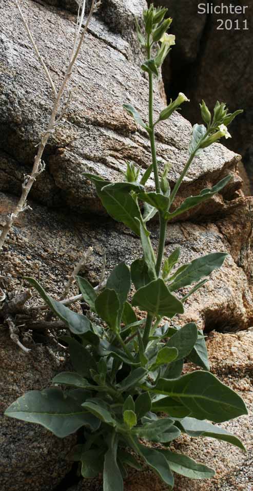 Desert Tobacco: Nicotiana obtusifolia (Synonym: Nicotiana trigonophylla)