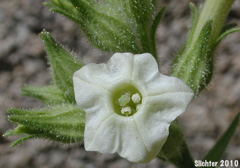 Desert Tobacco: Nicotiana obtusifolia (Synonym: Nicotiana trigonophylla)