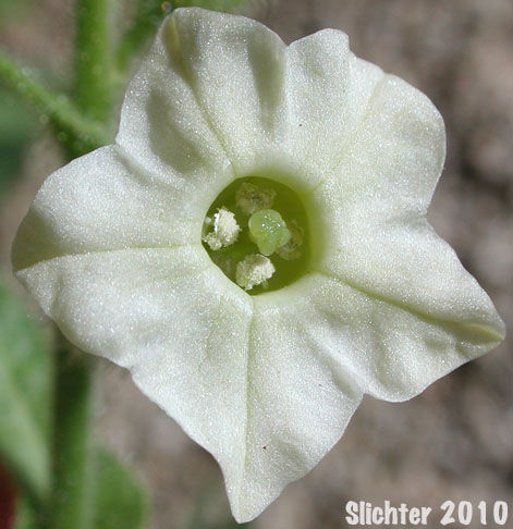 Desert Tobacco: Nicotiana obtusifolia (Synonym: Nicotiana trigonophylla)