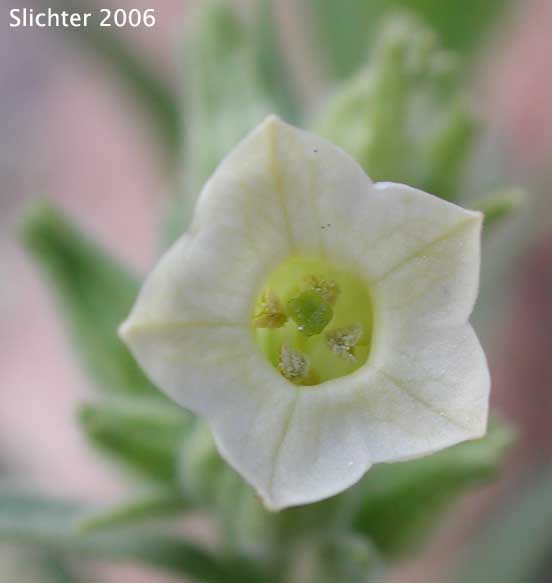 Desert Tobacco: Nicotiana obtusifolia (Synonym: Nicotiana trigonophylla)