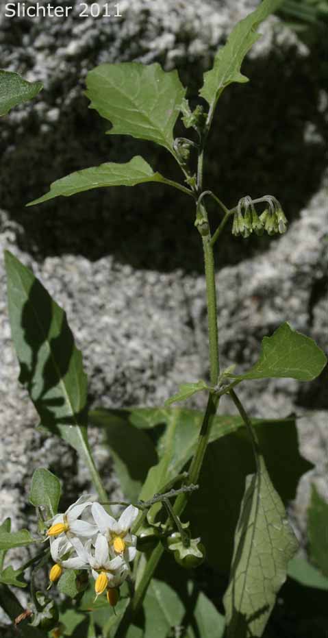 Douglas' Nightshade, Greenspot Nightshade: Solanum douglasii (Synonym: Solanum nigrum var. douglasii)