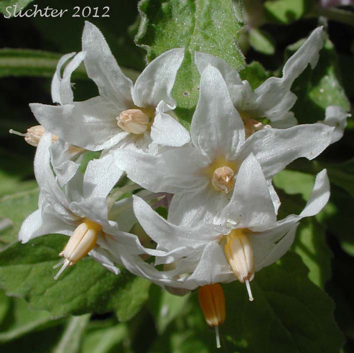 Close-up of the inflorescence of Douglas' Nightshade, Greenspot Nightshade: Solanum douglasii (Synonym: Solanum nigrum var. douglasii)