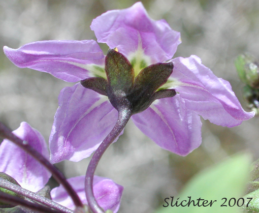 Parish's Nightshade, Parish's Purple Nightshade: Solanum parishii