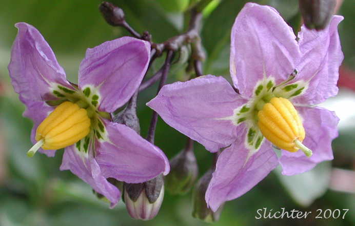 Parish's Nightshade, Parish's Purple Nightshade: Solanum parishii