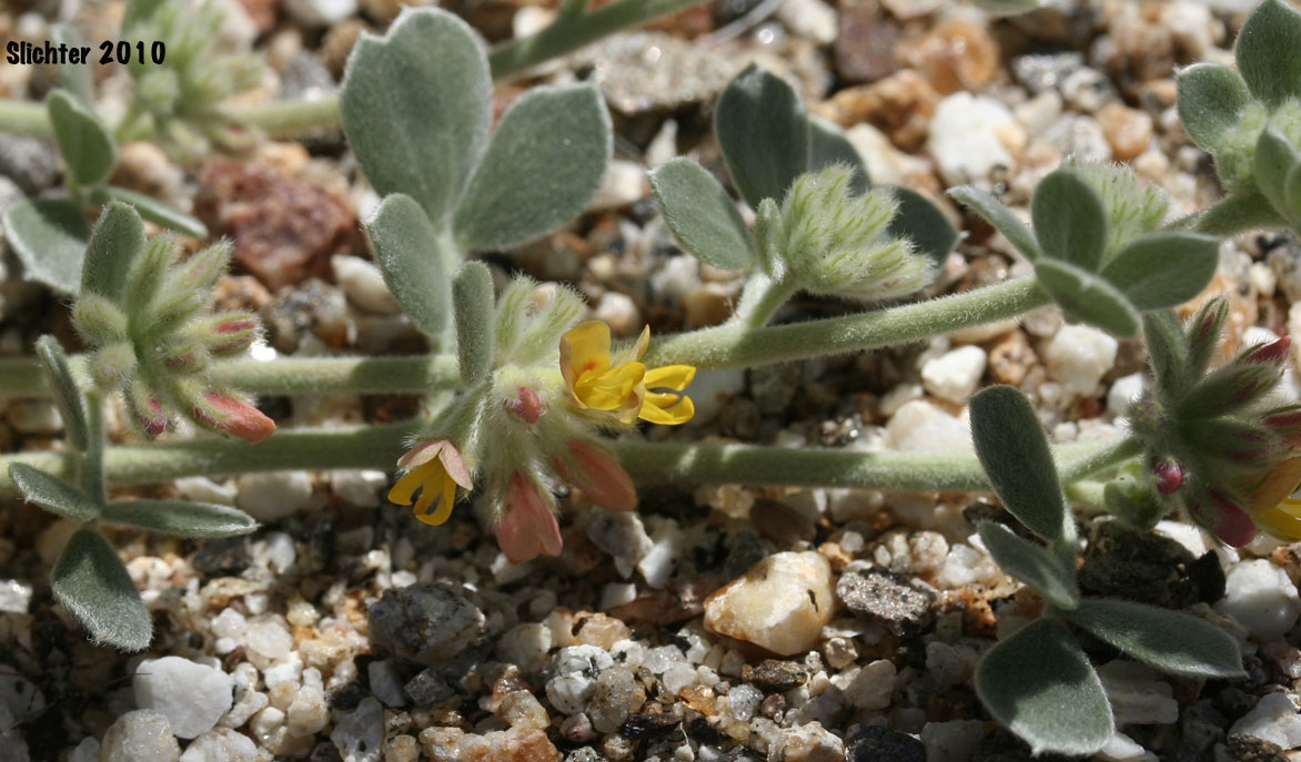 Southern California Silver Lotus: Acmispon argophyllus var. argophyllus (Synonyms: Lotus argophyllus var. argophyllus, Lotus argophyllus var. decorus)