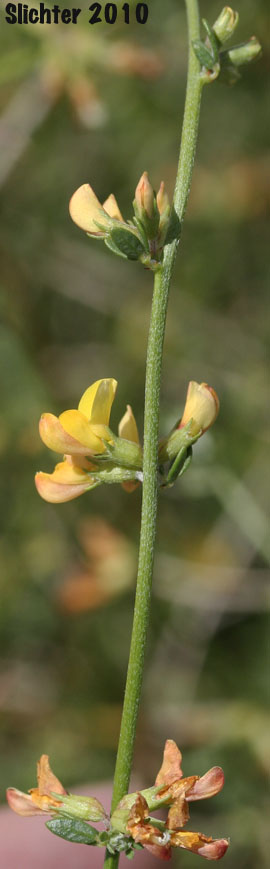 Short-winged Deerweed: Acmispon glaber var. brevialatus (Synonym: Lotus scoparius var. brevialatus)