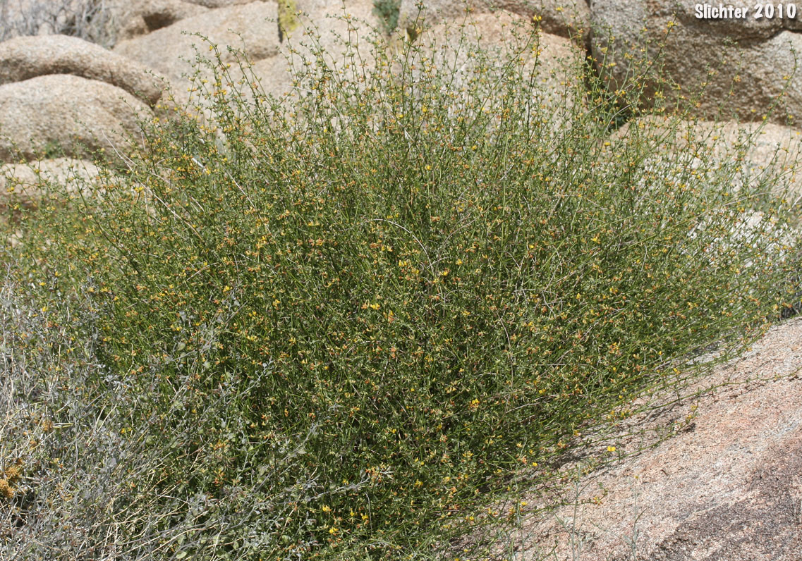Short-winged Deerweed: Acmispon glaber var. brevialatus (Synonym: Lotus scoparius var. brevialatus)