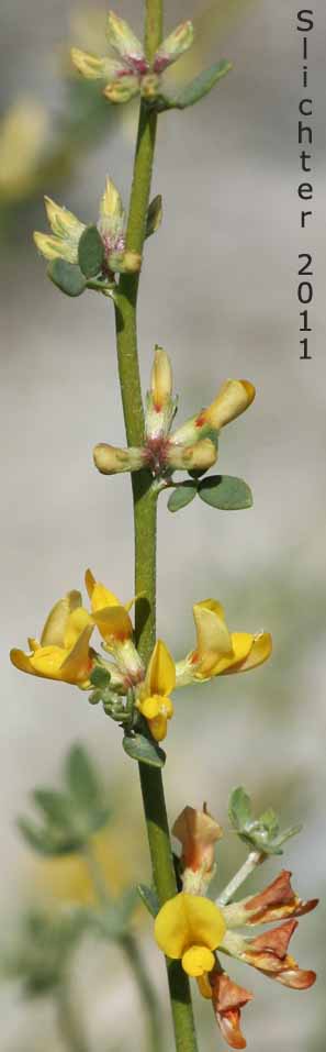 Pygmy Lotus: Acmispon haydonii (Synonym: Lotus haydonii)