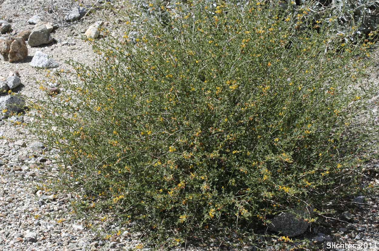 Pygmy Lotus: Acmispon haydonii (Synonym: Lotus haydonii)