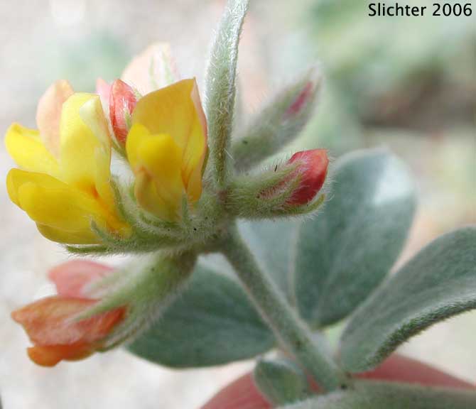 Heermann's Lotus: Acmispon heermannii var. heermannii (Synonym: Lotus heermannii var. heermannii)
