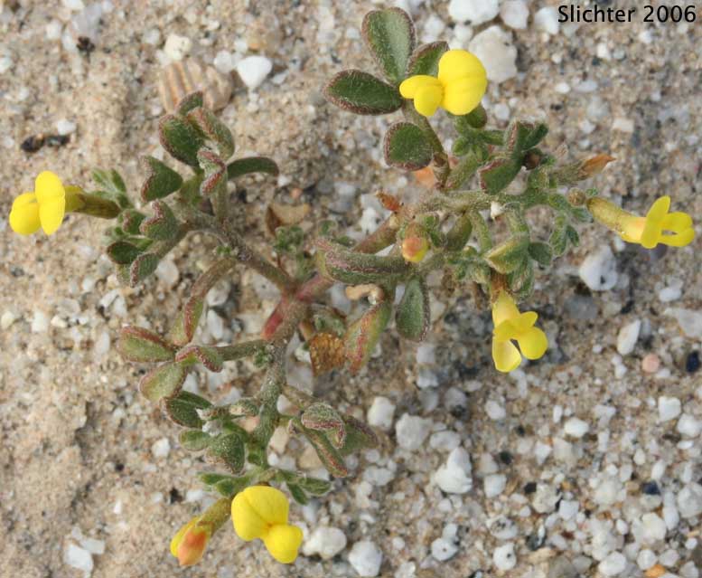 Strigose Lotus: Acmispon strigosus (Synonyms: Acmispon strigosus var. hirtellus, Lotus strigosus, Lotus strigosus var. hirtellus, Lotus strigosus var. tomentellus, Lotus tomentellus