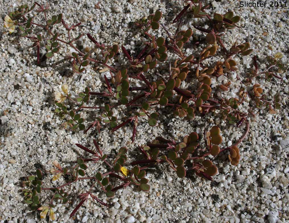 Strigose Lotus: Acmispon strigosus (Synonyms: Acmispon strigosus var. hirtellus, Lotus strigosus, Lotus strigosus var. hirtellus, Lotus strigosus var. tomentellus, Lotus tomentellus