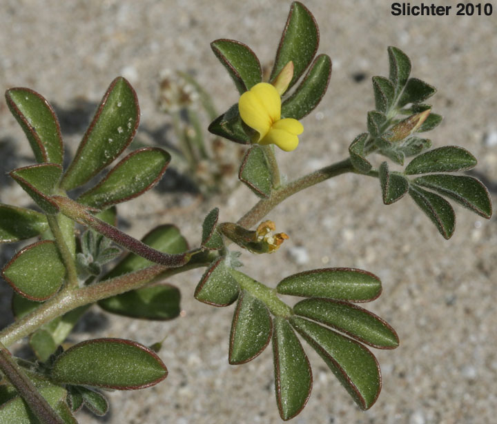 Strigose Lotus: Acmispon strigosus (Synonyms: Acmispon strigosus var. hirtellus, Lotus strigosus, Lotus strigosus var. hirtellus, Lotus strigosus var. tomentellus, Lotus tomentellus
