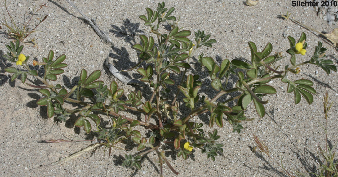 Strigose Lotus: Acmispon strigosus (Synonyms: Acmispon strigosus var. hirtellus, Lotus strigosus, Lotus strigosus var. hirtellus, Lotus strigosus var. tomentellus, Lotus tomentellus