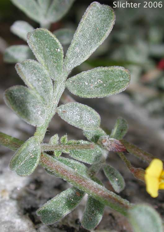 Strigose Lotus: Acmispon strigosus (Synonyms: Acmispon strigosus var. hirtellus, Lotus strigosus, Lotus strigosus var. hirtellus, Lotus strigosus var. tomentellus, Lotus tomentellus