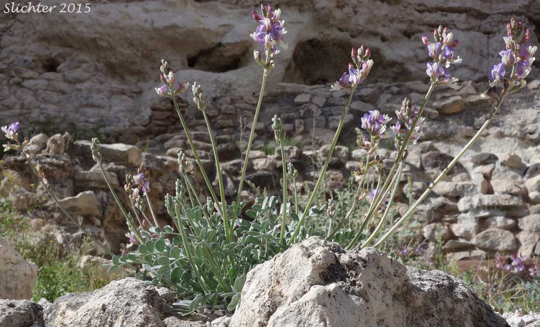 Torrey's Milkvetch: Astragalus calycosus var. scaposus