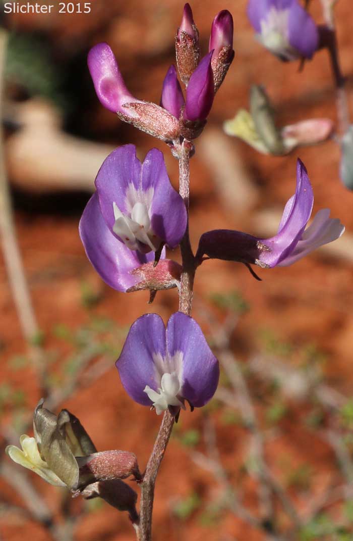 Raceme of Torrey's Milkvetch: Astragalus calycosus var. scaposus