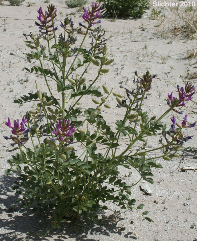 Salton Milkvetch, Salton Milk Vetch: Astragalus crotalariae